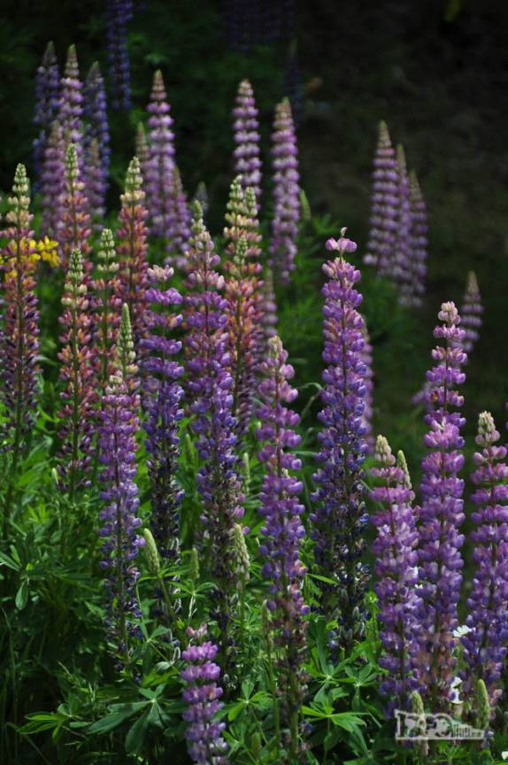 Flores se espalham pela Patagônia andina nessa época do ano, em Villa Traful, no Parque Nacional Nahuel Huapi, na Argentina